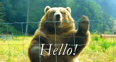 Hello Bear.gif